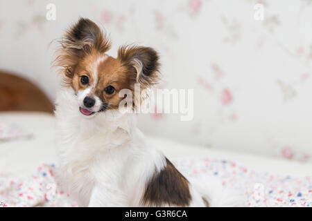 Close-up portrait puppy Papillon dog (Canis lupus familiaris). Stock Photo