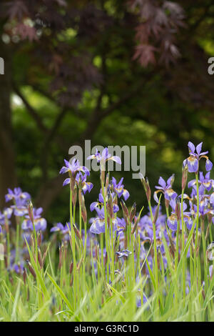 Iris Sibirica 'Heavenly Blue' flowers Stock Photo