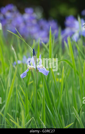 Iris Sibirica 'Heavenly Blue' flowers Stock Photo