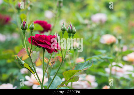 Rosa Sophys rose / Auslot. English rose, David Austin roses Stock Photo