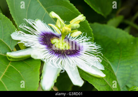 Exotic beautiful white and purple carpel flower of Passiflora Foetida or Wild Maracuja Stock Photo