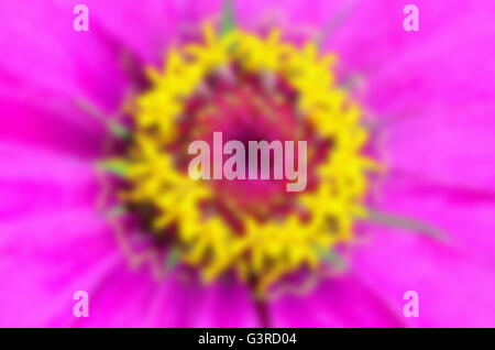Blur macro shot beautiful exotic yellow carpel on pink petals of Zinnia Elegans flower, For background colorful nature. Stock Photo