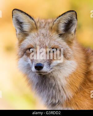 Beautiful wild red fox male in autumn
