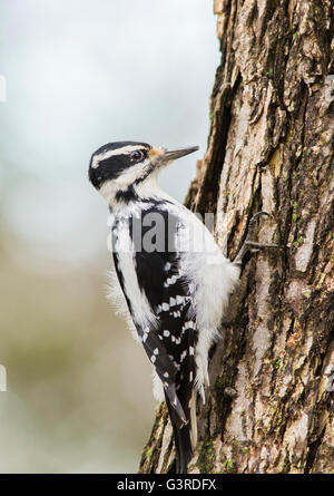 Female Hairy Woodpecker (Picoides villosus) in winter Stock Photo