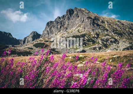Flowers in Tatra Mountains National Park, Poland Stock Photo