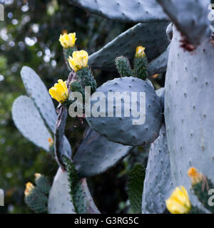 Blooming Prickly Pear or Paddle cactus with yellow flowers in Spring desert, Arizona Stock Photo