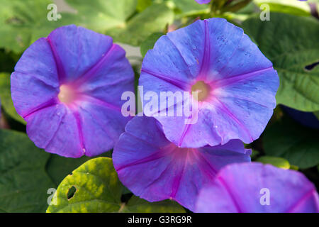 blue japanese morning-glory flower Stock Photo