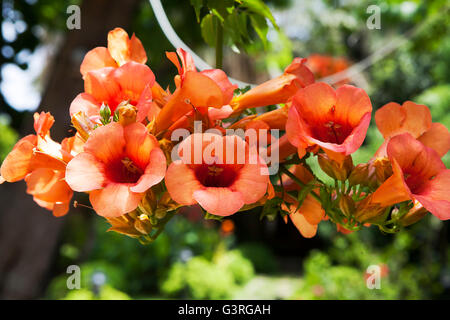 Beautiful red flowers of the trumpet vine or trumpet creeper (Campsis radicans) - soft focus Stock Photo