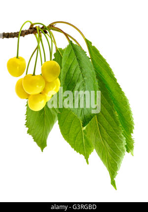 Bunch of ripe sweet cherries on a branch with leaves Stock Photo