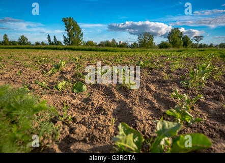 Cultivated land in a rural landscape in spring Stock Photo