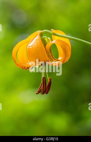 Wildflower found growing in forest of Saddle Mountain State park, Oregon coast Stock Photo