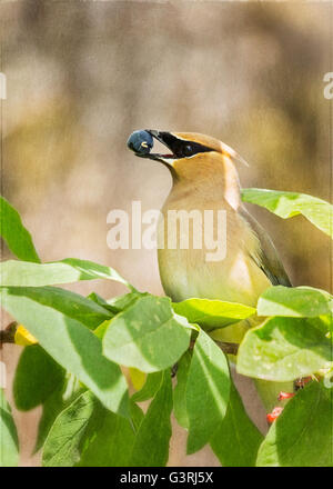 Cedar waxwing in the garden eating berries Stock Photo