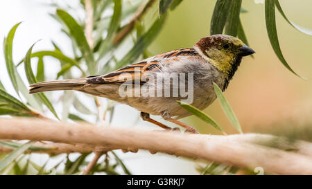 male House Sparrow on branch, Ayn Sukhna, Egypt Stock Photo