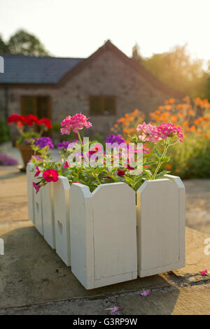 Pink flowers in a wooden planter. Stock Photo