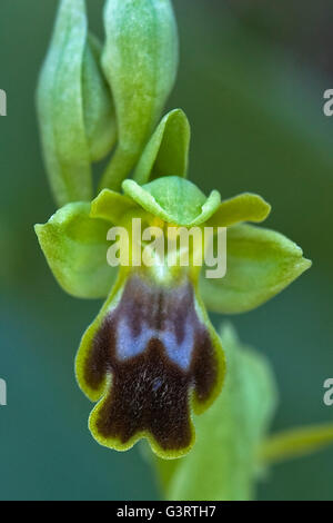 Dark bee-orchid. Ophrys fusca or Ophrys lupercalis. Stock Photo