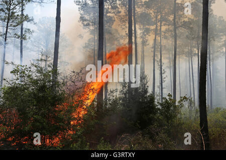 Prescribed burn, Longleaf Pine forest (Pinus palustris) Southeastern USA Stock Photo