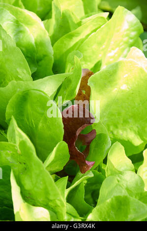 Fresh green lettuce salad leaves closeup in warm sunlight Stock Photo