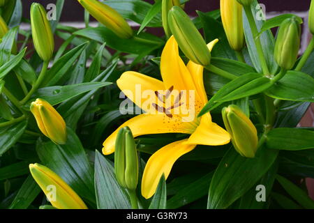 Close-up pictur of the Yellow Lily, Belladonna (Orienpet Lily) showing petals, stigma, sepals, stamen, anthers pollen and filament. Stock Photo