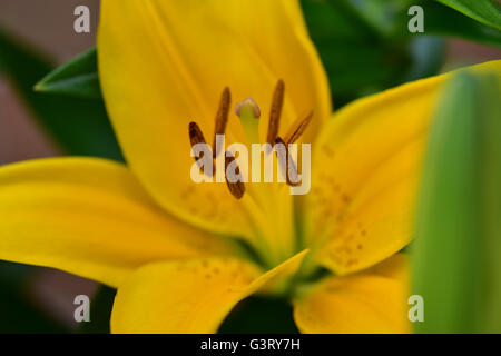 Close-up pictur of the Yellow Lily, Belladonna (Orienpet Lily) showing petals, stigma, sepals, stamen, anthers pollen and filament. Stock Photo