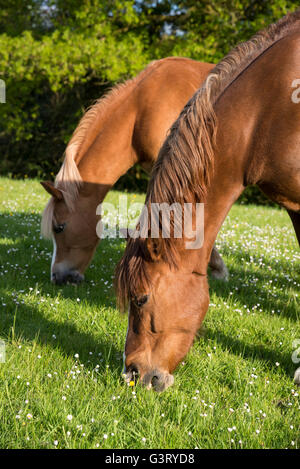 Two chestnut ponies enjoying grazing in a grassy meadow on a summer evening. Stock Photo