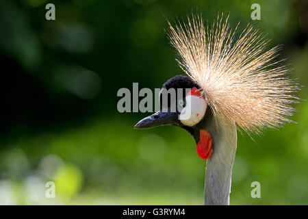 Grey Crowned Crane, a portrait Balearica regulorum Stock Photo