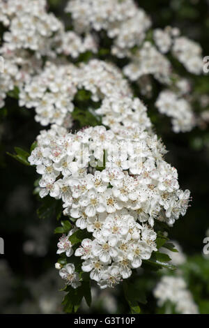 Hawthorn flowers, Gloucestershire, England, United Kingdom, Europe Stock Photo