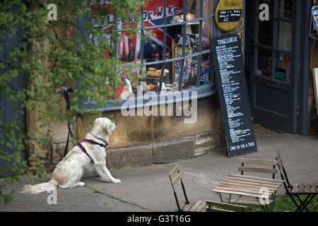 Golden Retriever waiting for owner outside shop, Chipping Campden, Cotswolds, Gloucestershire, England, United Kingdom, Europe Stock Photo