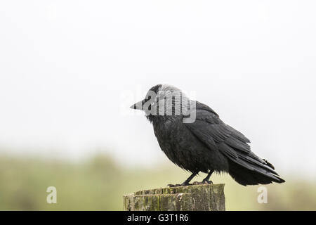 Profile of a Jackdaw sitting on a post, looking left on a foggy day. Stock Photo