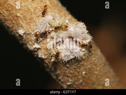 Mealybugs of Pseudococcidae famly, and predatory ants on an eggplant branch. Stock Photo