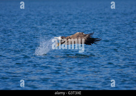 Loch Na Keal, Isle of Mull, Scotland, UK. 14th June 2016: UK weather. As many parts of the country suffer rain storms, the west coast of Scotland bathes in temperatures into the high teens and glorious sunshine as a White tailed Sea Eagle (Haliaetus albicilla) takes a fish thrown from a boat. These birds were reintroduced into Scotland from Norway in the 1970's after being extinct since 1918. Credit:  Alan Payton/Alamy Live News Stock Photo