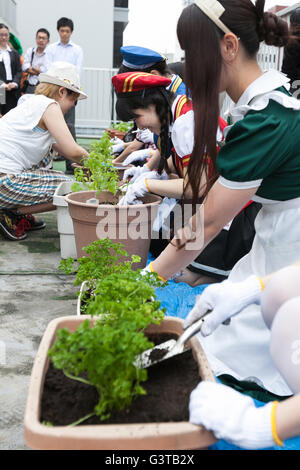 Tokyo, Japan. 15th June, 2016. Akihabara maids plant vegetables on a rooftop garden at the Japan Agricultural Newspaper building in Akihabara on June 15, 2016, Tokyo, Japan. The annual event organised by NPO group Licolita sees maids and volunteers from local cafes and stores joining the Akihabara Vegetable Garden Project. This year 7 Akihabara maids planted habanero, peppermint, bhut jolokia and coriander. © Rodrigo Reyes Marin/AFLO/Alamy Live News Credit:  Aflo Co. Ltd./Alamy Live News Stock Photo