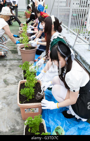 Akihabara maids plant vegetables on a rooftop garden at the Japan Agricultural Newspaper building in Akihabara on June 15, 2016, Tokyo, Japan. The annual event organised by NPO group Licolita sees maids and volunteers from local cafes and stores joining the Akihabara Vegetable Garden Project. This year 7 Akihabara maids planted habanero, peppermint, bhut jolokia and coriander. © Rodrigo Reyes Marin/AFLO/Alamy Live News Stock Photo
