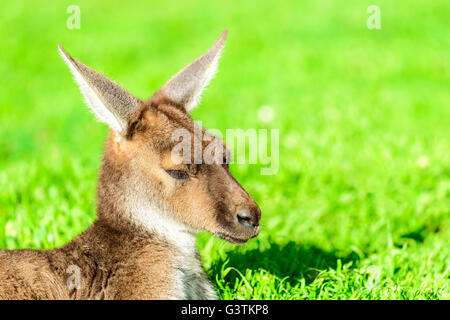 Lazy australian kangaroo having a rest on the ground Stock Photo
