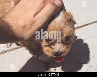 Havanese puppy 8 weeks old Stock Photo
