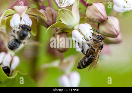 White Flower Honey bee Poke Milkweed Asclepias exaltata, bee flower close up Stock Photo