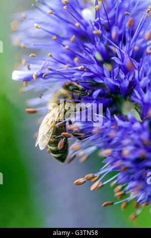 Veronicastrum sachalinense, bee on flower Stock Photo