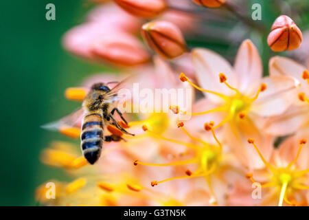 Honey Bee on flower Eremurus Cleopatra Foxtail Lily, Desert Candle Stock Photo