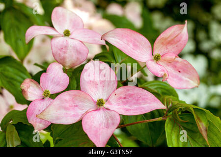 Dogwood, Cornus Kousa 'Satomi', pink petals Stock Photo