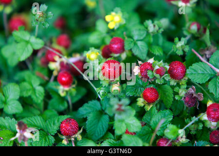 Potentilla indica formerly Duchesnea indica,  Gurbir, Indian strawberry or false strawberry Stock Photo