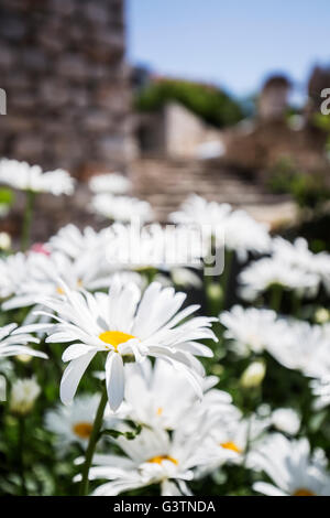 Close up of flowers in Zaklopatica bay on Lastova Island, Croatia Stock Photo