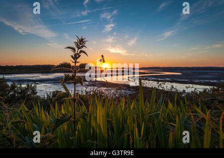 Stinging nettles, reeds and sunset in Ardara, County Donegal, Ireland Stock Photo