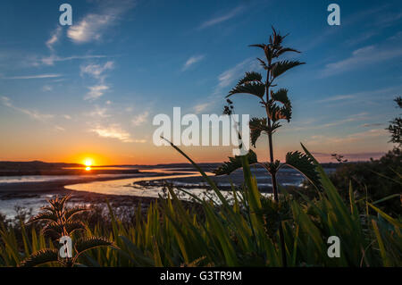 Stinging nettles, reeds and sunset in Ardara, County Donegal, Ireland Stock Photo