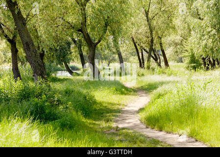 A trail in the park  under the willow trees, close to the lake, during a summer morning Stock Photo