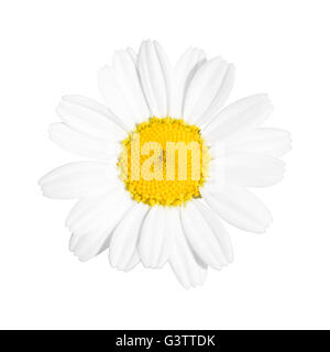 The Anthemis Tanacetum Tripleurospermum is a kind of daisy or chamomile growing in the meadows Stock Photo