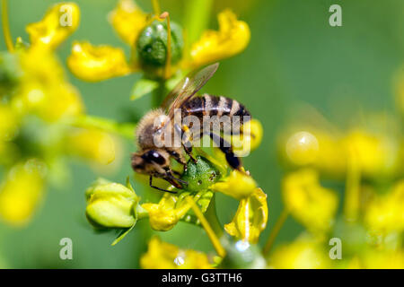 Ruta graveolens,  rue or herb-of-grace, Honey bee Stock Photo