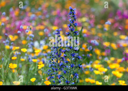 Echium vulgare, viper's bugloss or blueweed, flowering summer meadow, beautiful garden flowers detail Viper's bugloss Echium vulgare Stock Photo