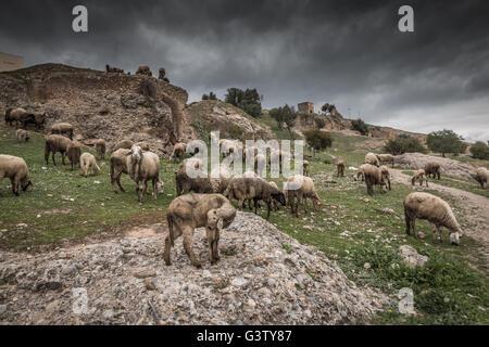 Sheep farm in Fez Morocco Stock Photo