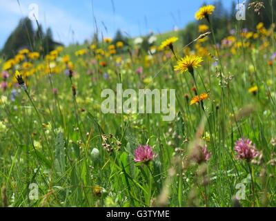 A wild flower meadow in the alpine uplands of Switzerland Stock Photo