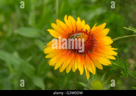 Lonely Indian blanket flower with tiny insect gathering nectar on in the summer garden Stock Photo
