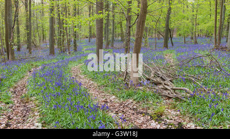 spring at hallerbos with blooming bluebells, halle, flemish brabant province, belgium Stock Photo